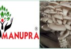 CULTIVATING SUSTAINABILITY: THE INSPIRING JOURNEY OF MANUPRA FOODS